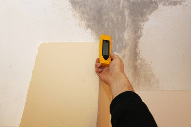 Best Airborne Mold Testing  in Forestbrook, SC