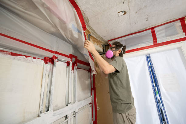 Trusted Forestbrook, SC Mold Removal Experts