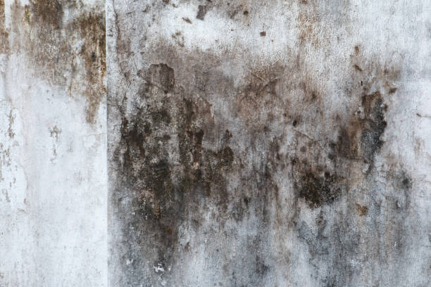 Best Comprehensive Air Testing for Mold Contaminants  in Forestbrook, SC