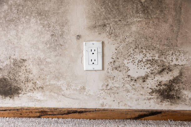 Best Post-Construction Mold Inspection  in Forestbrook, SC