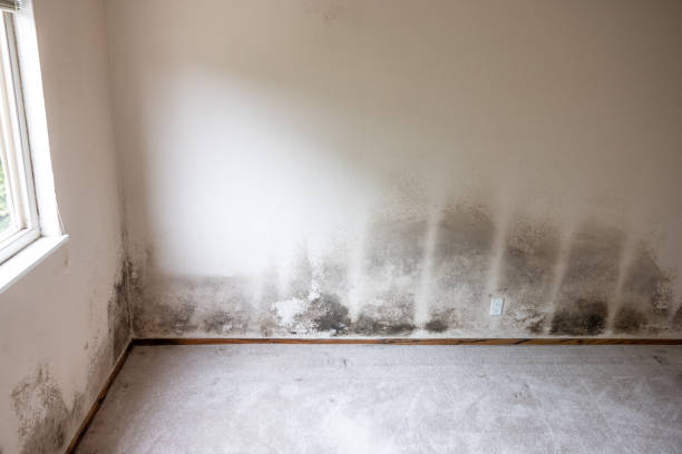 Best Biohazard Mold Removal  in Forestbrook, SC