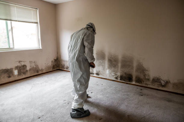 Best Mold Damage Restoration  in Forestbrook, SC