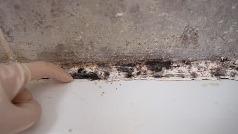 Dehumidification Services in Forestbrook, SC