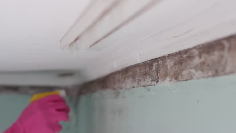 Best Dehumidification Services  in Forestbrook, SC